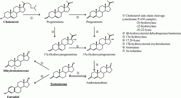 TESTOSTERONE LIỆU PHÁP